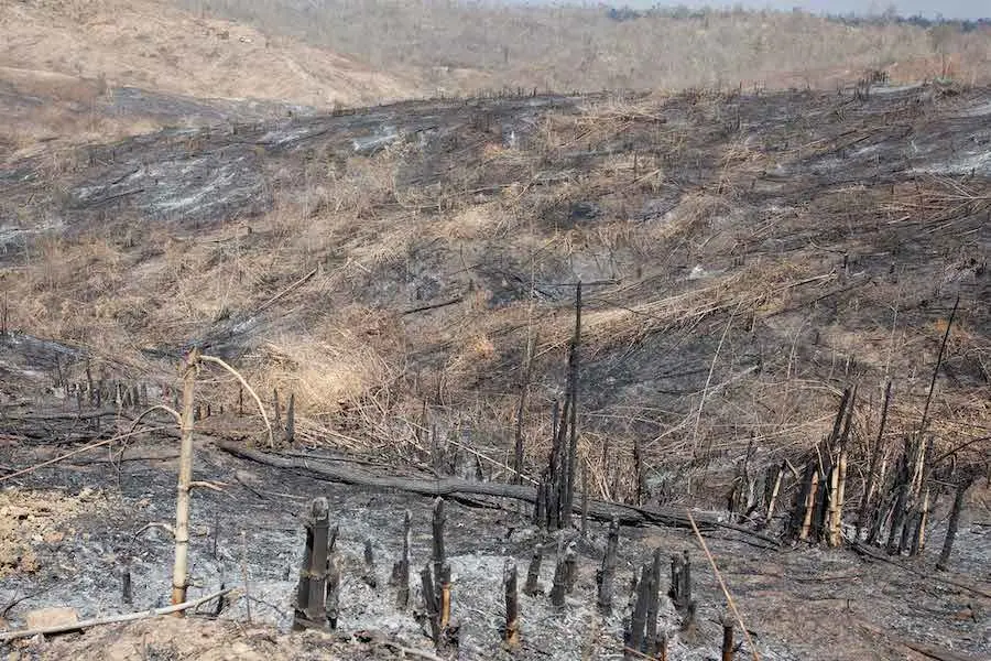 The Price Of Deforestation