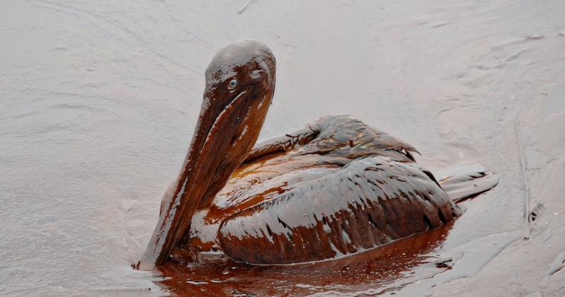 Oil Spills Ocean Health