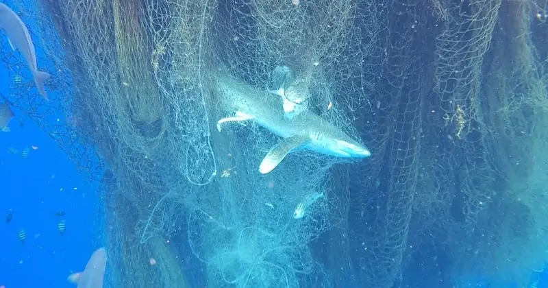 The Message by Yan Vana | How Human Overpopulation Is Destroying Ocean Health Overfishing
