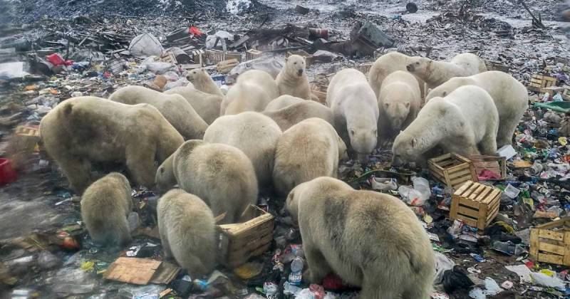 Overpopulation Pushing Wildlife To Extinction | The Message by Yan Vana Overpopulation Pushing Wildlife To Extinction | The Message by Yan Vana