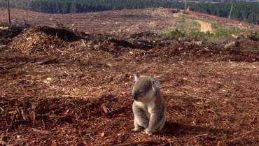 Human Overpopulation Pushing Wildlife To Extinction