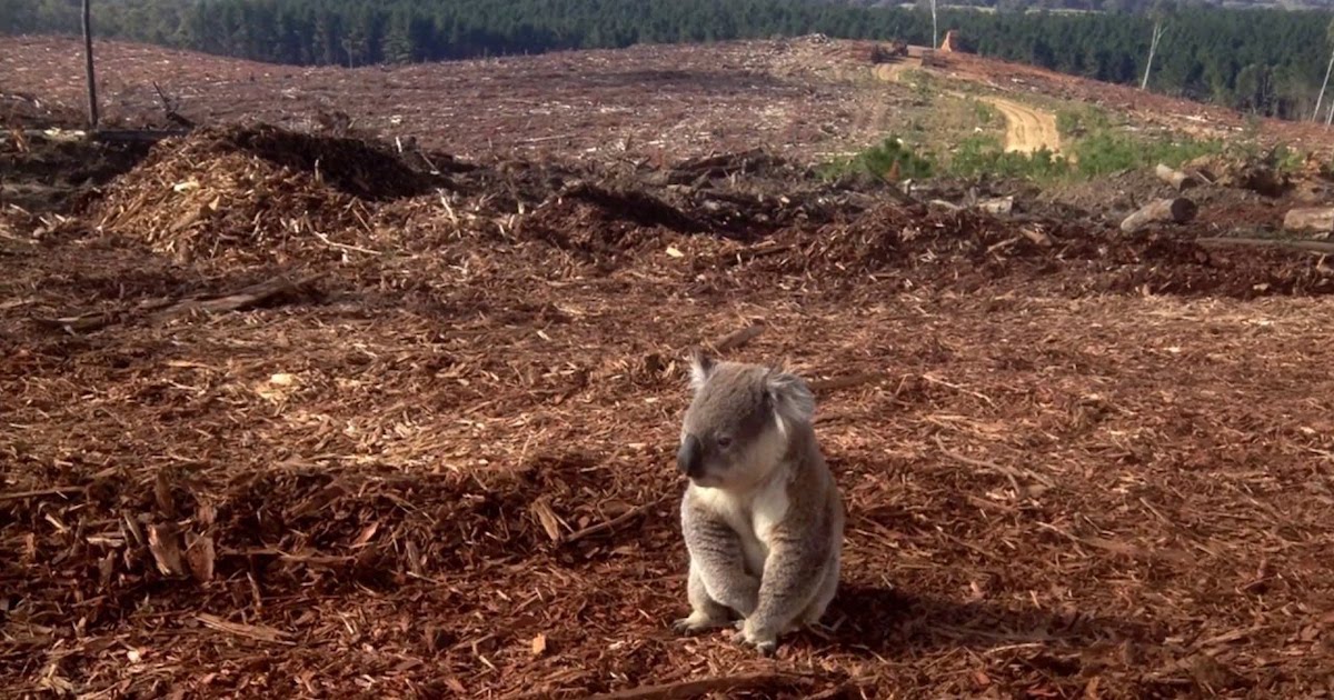 Overpopulation Pushing Wildlife To Extinction | The Message by Yan Vana Overpopulation Pushing Wildlife To Extinction | The Message by Yan Vana