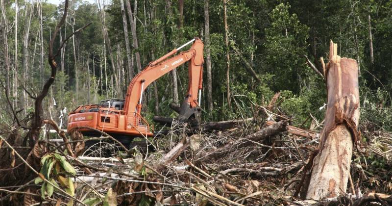 Deforestation_7 Wildlife Extinction