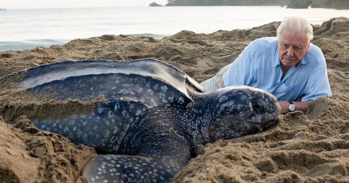 The Message by Yan Vana | Sir David Attenborough On Human Overpopulation David Attenborough On Overpopulation