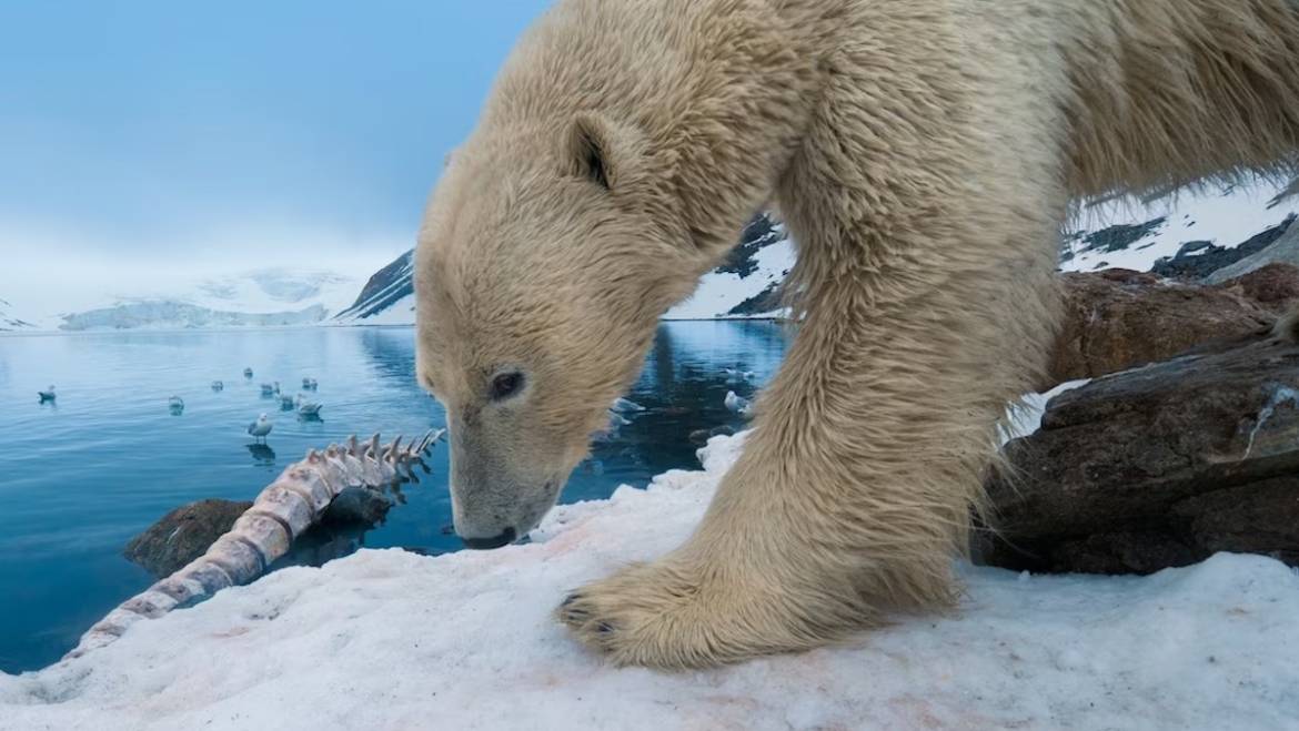 First Polar Bear Dies From Bird Flu As Virus Spreads Across Globe