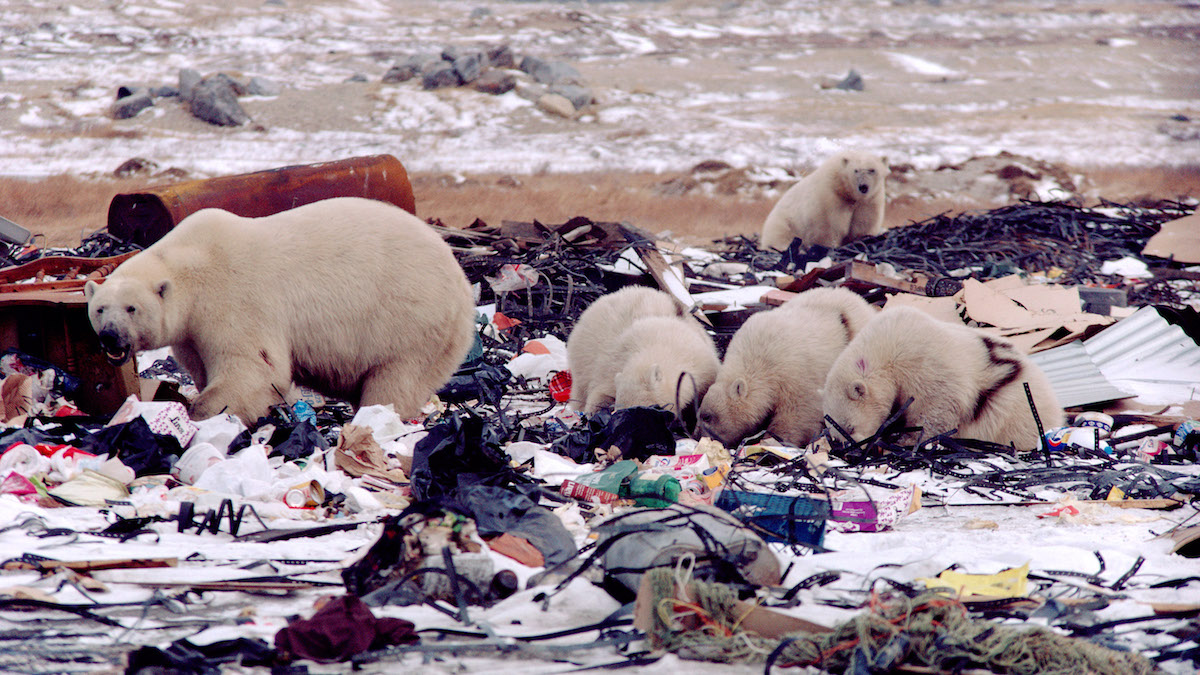 First polar bear dies from bird flu as virus spreads across globe