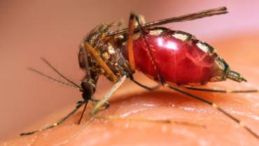 Over Half Of World Population Could Be At Risk Of Mosquito-Borne Diseases