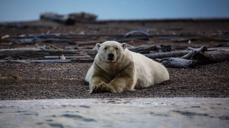 Animal Extinction