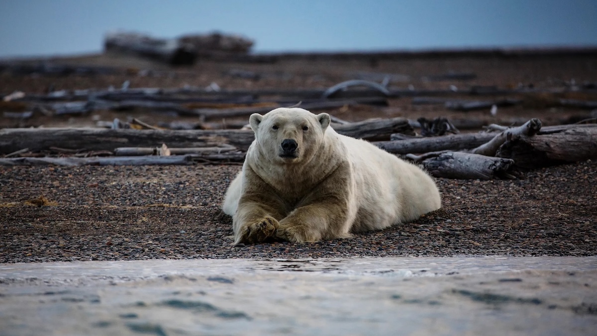 The Message by Yan Vana | Animal Extinction Animal extinction