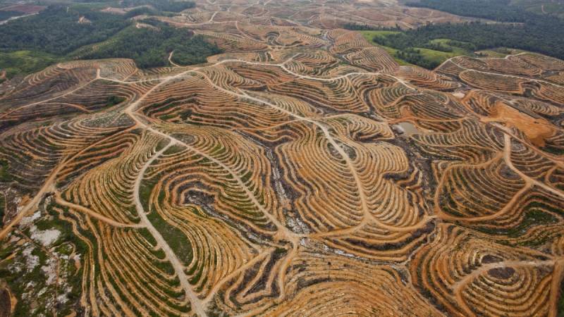 Global Deforestation