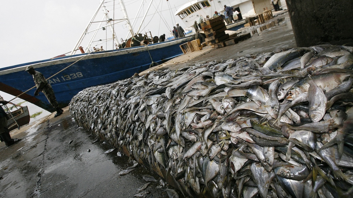 The Message by Yan Vana | UN Oceans Conference Fails To Cite Human Overpopulation 2025 UN Oceans Conference