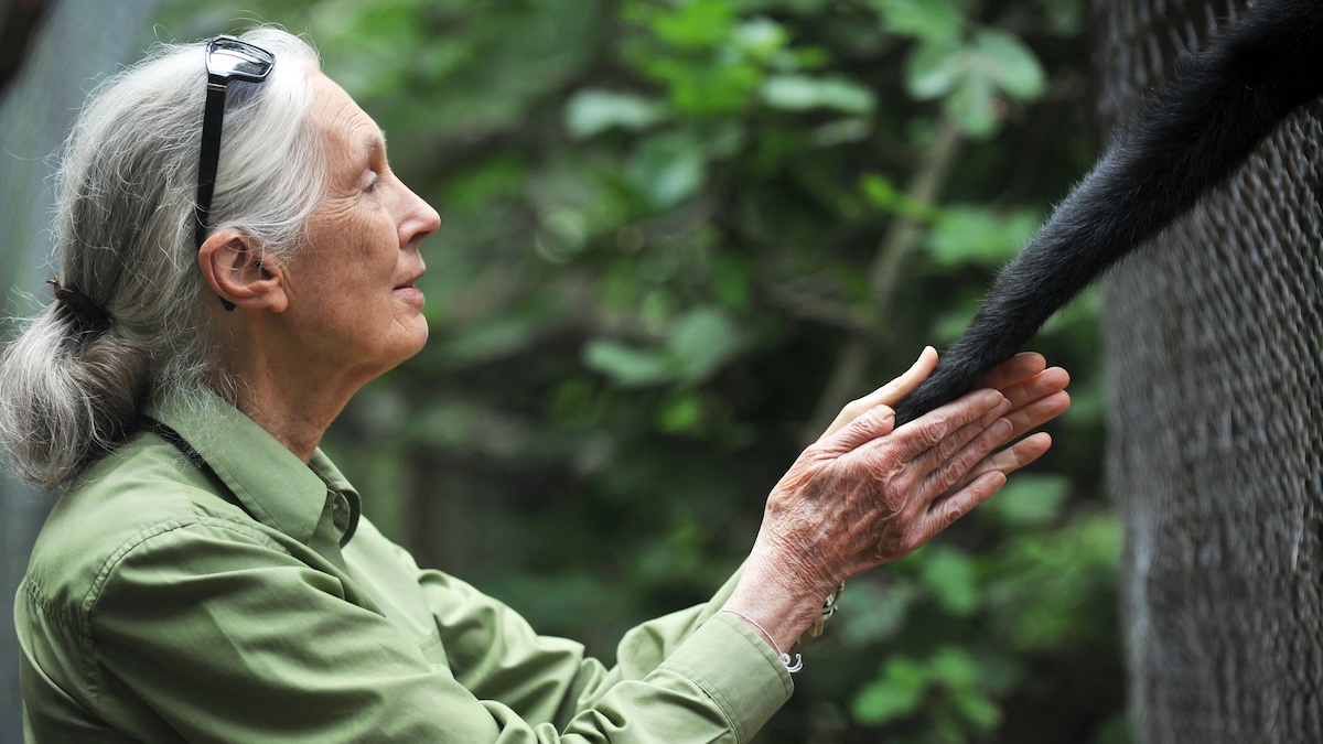 Overpopulation campaigners: Jane Goodall